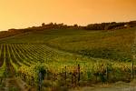 http://tbn3.google.com/images?q=tbn:K1W7AriroK6JUM:http://www.tuscany-rent.net/Chianti/FOTO/tramonto_vigna_chianti_G.jpg